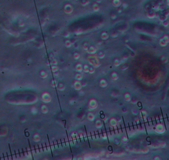 macrostoma