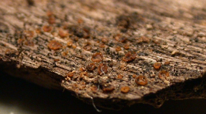 macrostoma