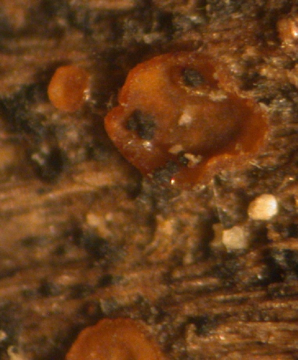macrostoma