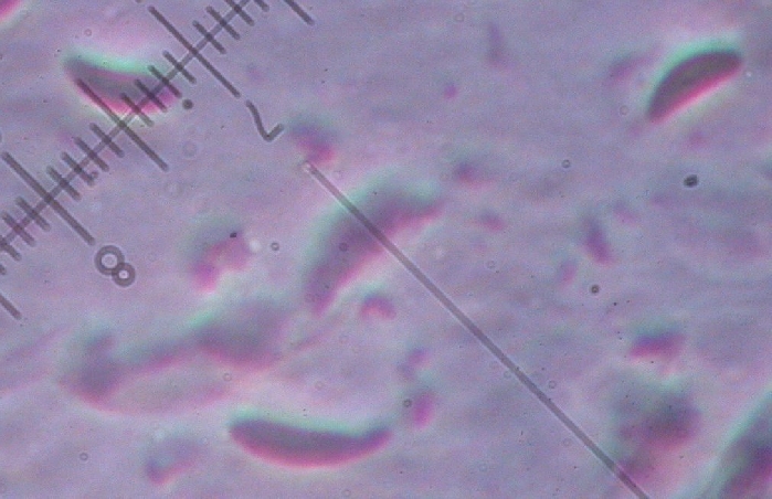 macrostoma