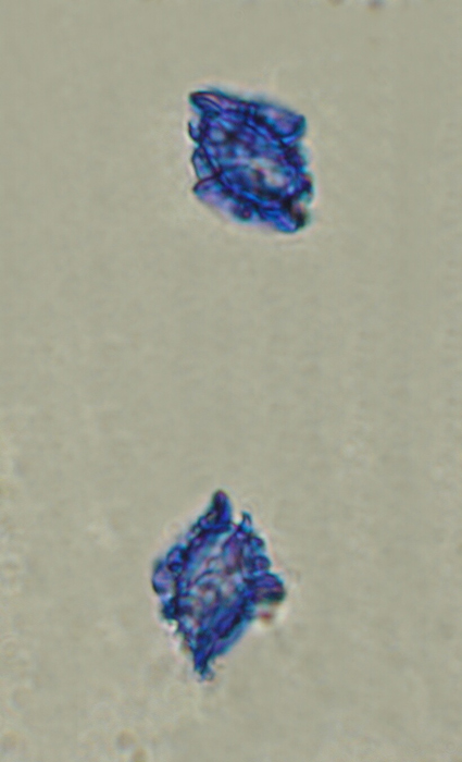macrostoma