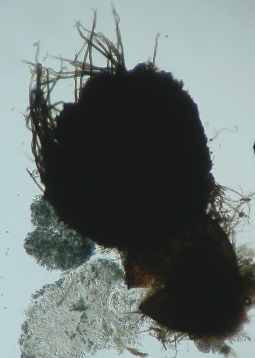 macrostoma