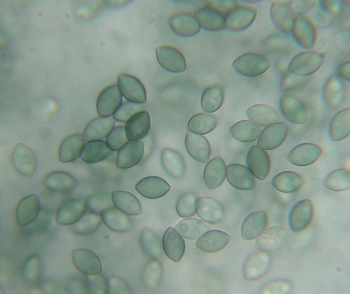 macrostoma