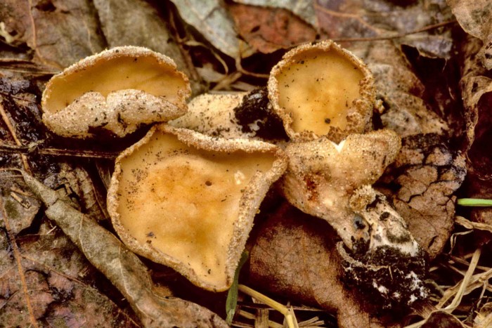 macrostoma