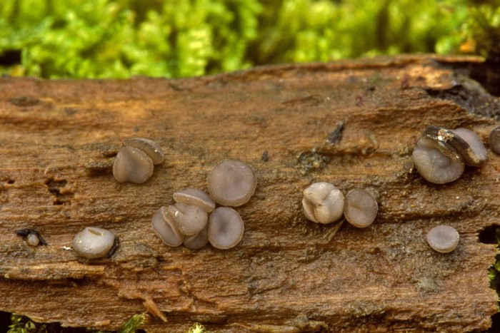 macrostoma