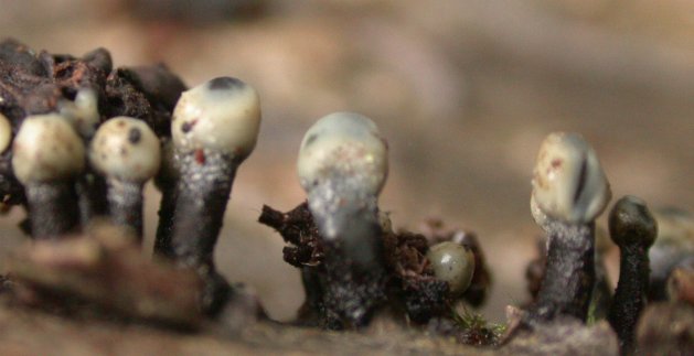 macrostoma