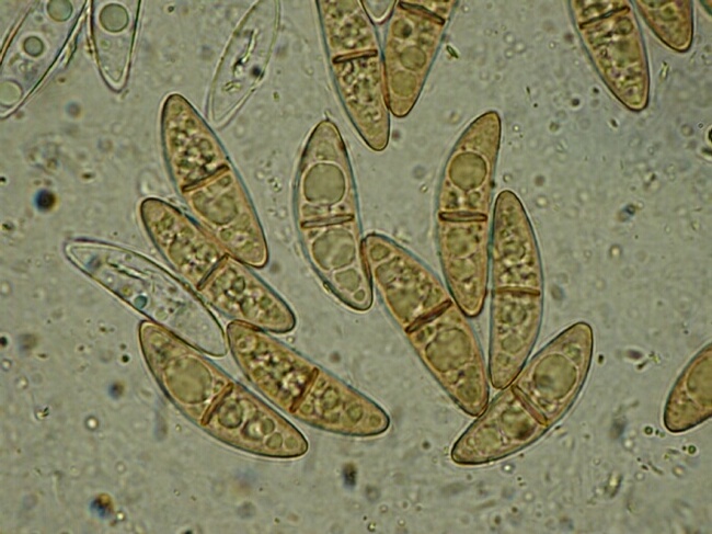 macrostoma