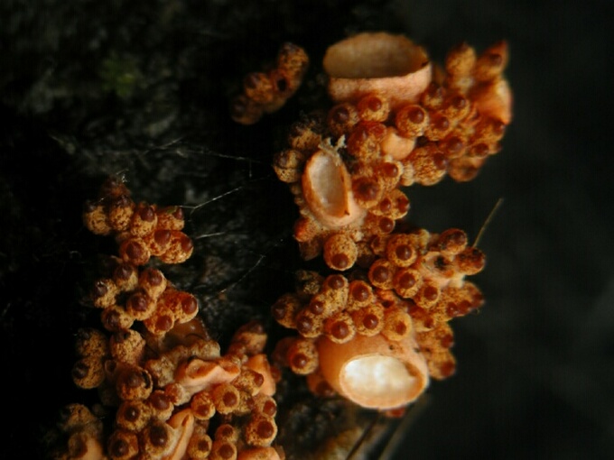 macrostoma