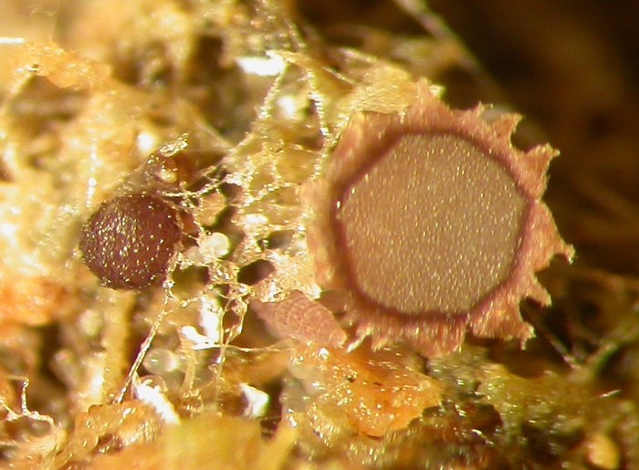 macrostoma