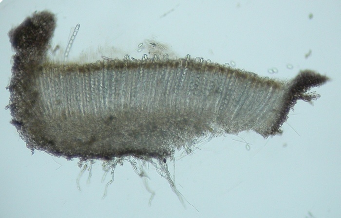 macrostoma