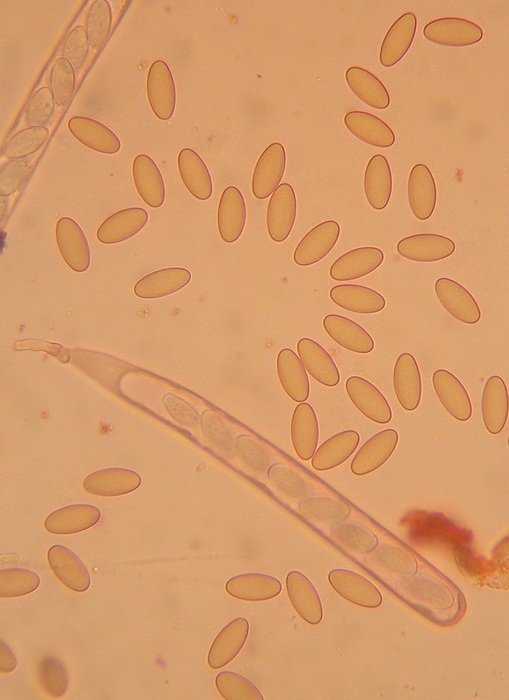 macrostoma