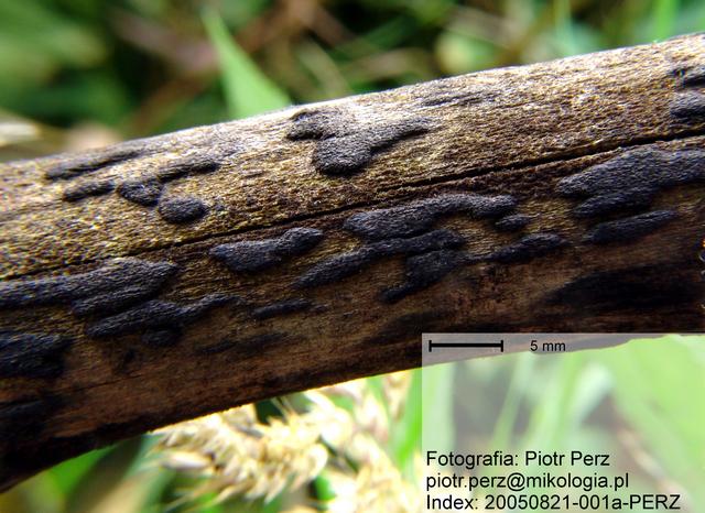 macrostoma