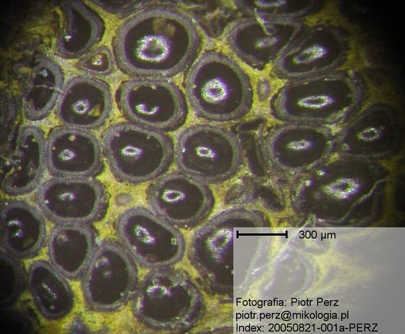 macrostoma