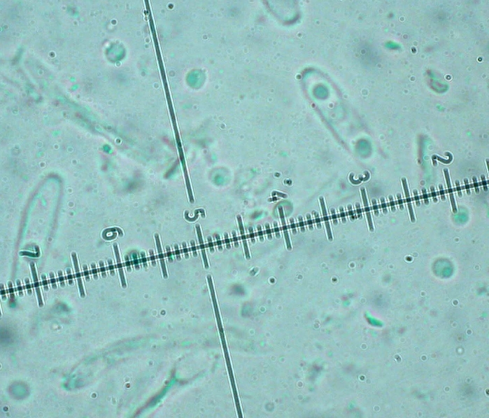 macrostoma