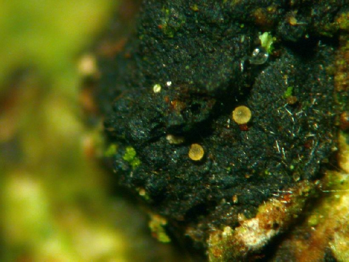 macrostoma