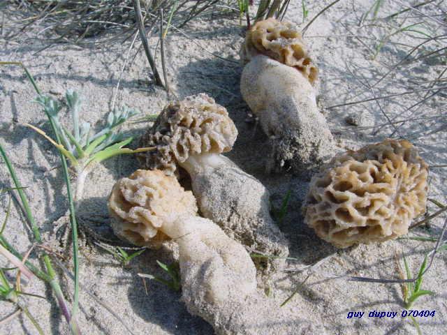 macrostoma