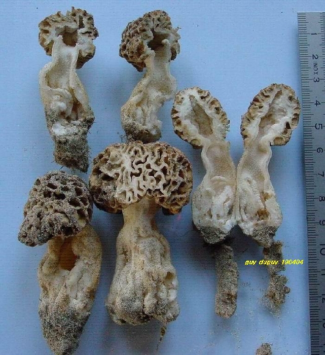 macrostoma