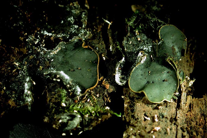 macrostoma