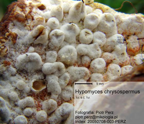 macrostoma