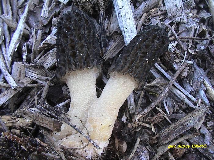 macrostoma