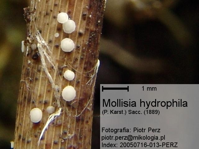 macrostoma