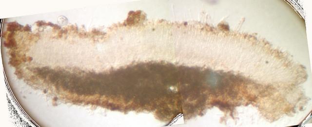 macrostoma