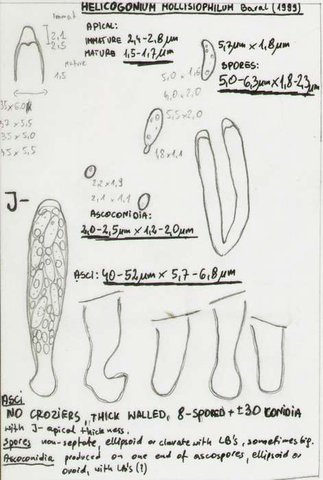macrostoma