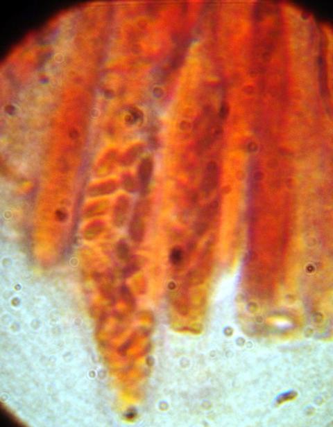macrostoma