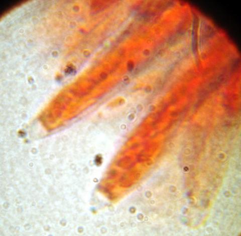 macrostoma