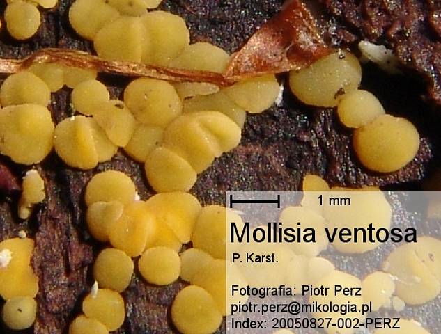 macrostoma
