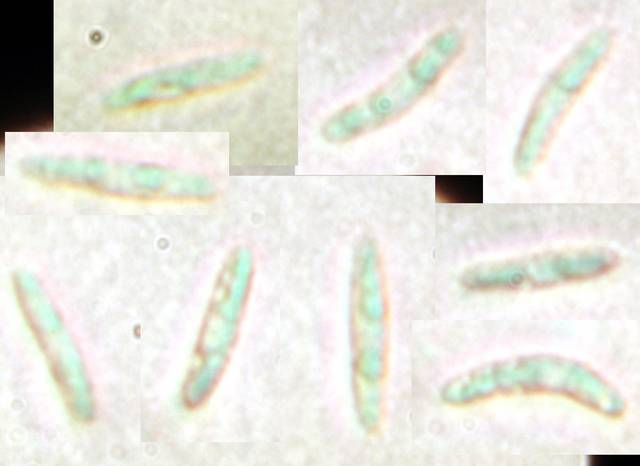 macrostoma