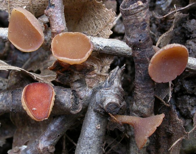 macrostoma