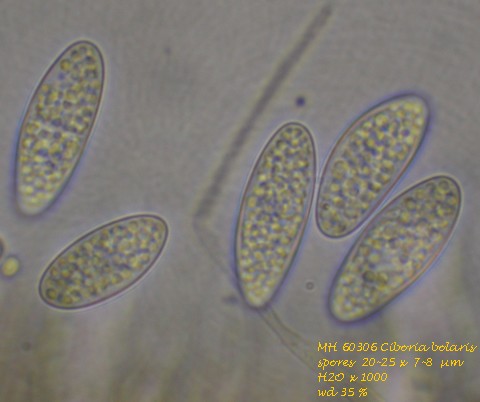 macrostoma