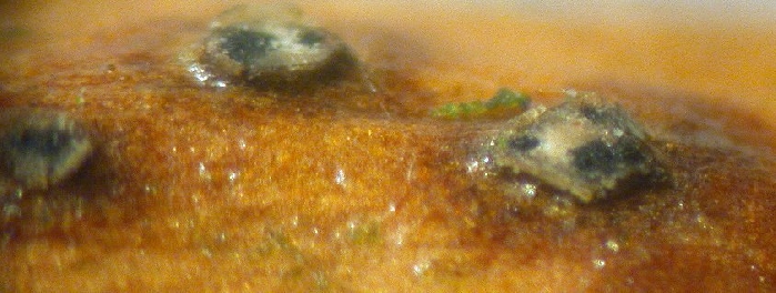 macrostoma