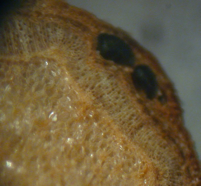 macrostoma
