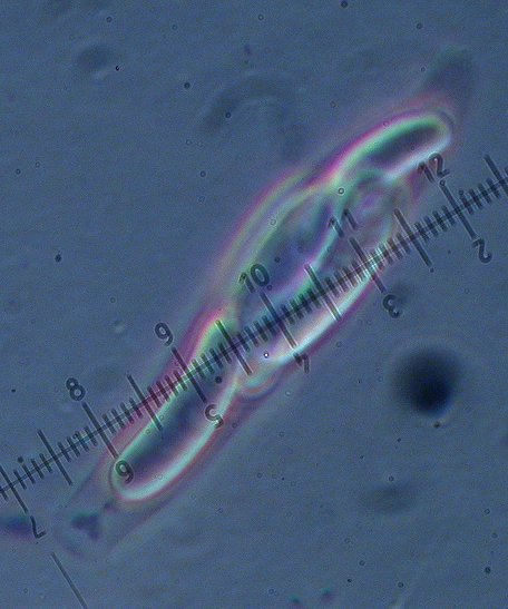 macrostoma
