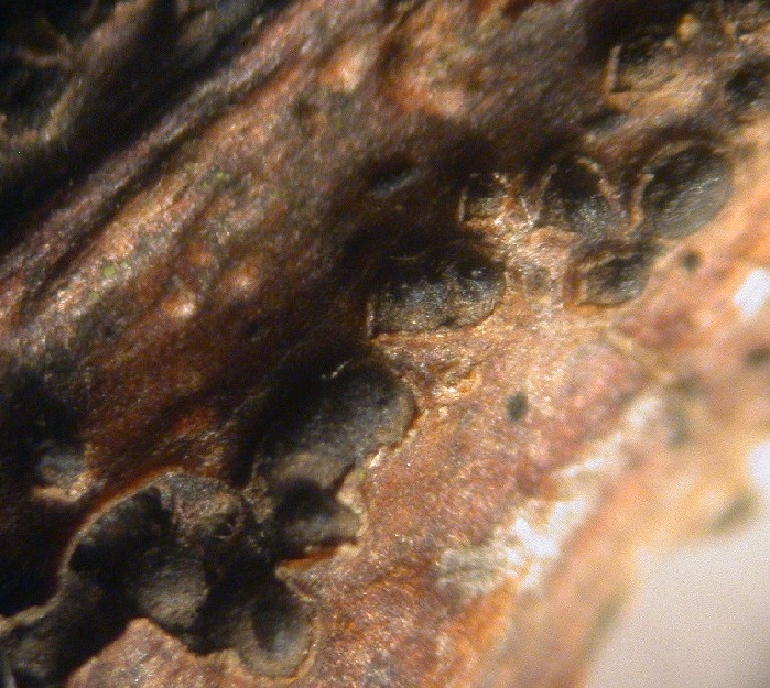 macrostoma