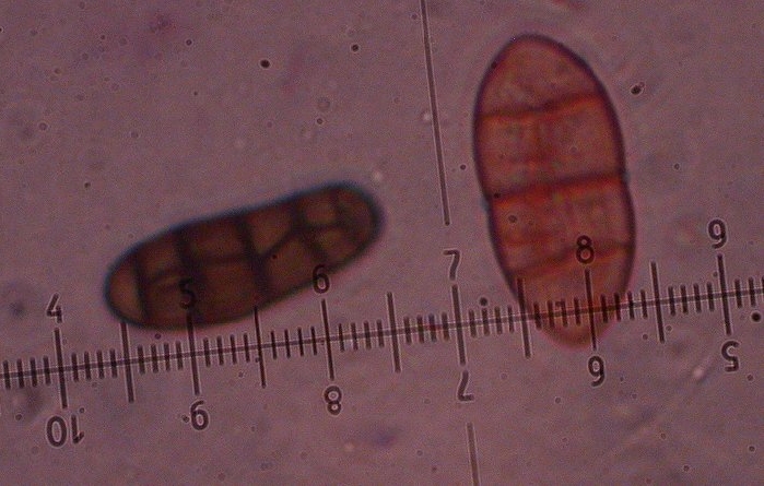 macrostoma