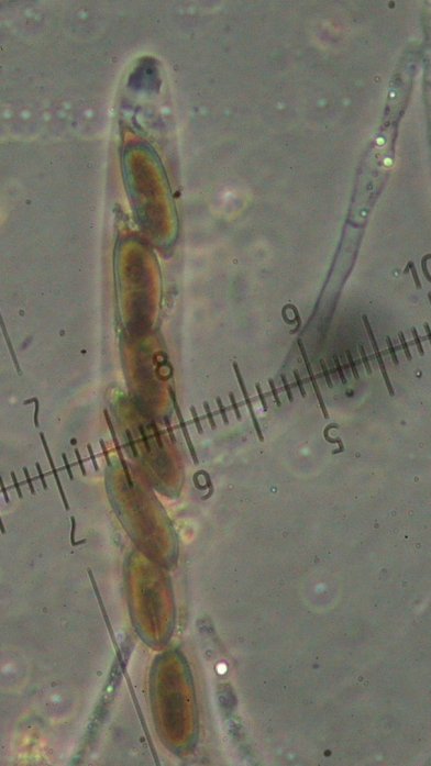 macrostoma