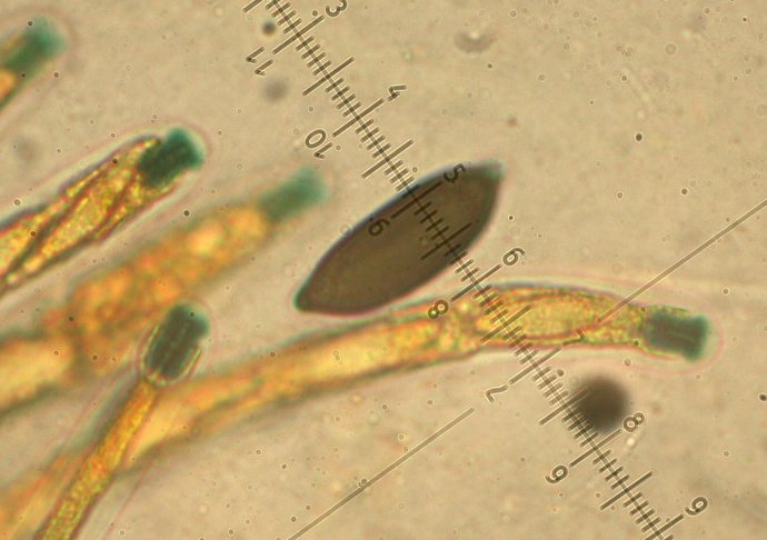 macrostoma