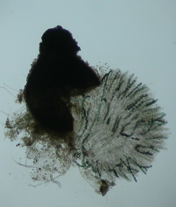 macrostoma
