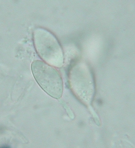 macrostoma