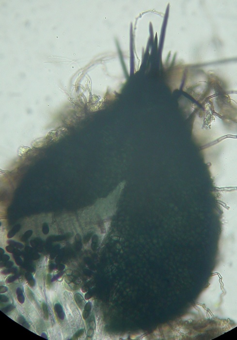 macrostoma