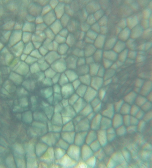 macrostoma