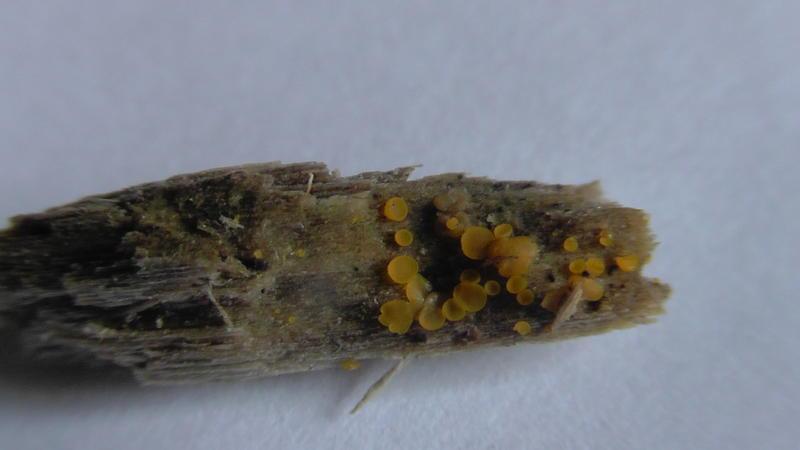 macrostoma