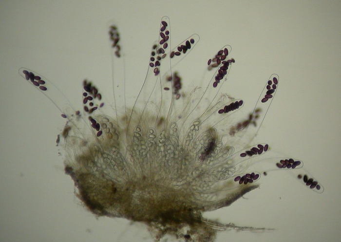 macrostoma