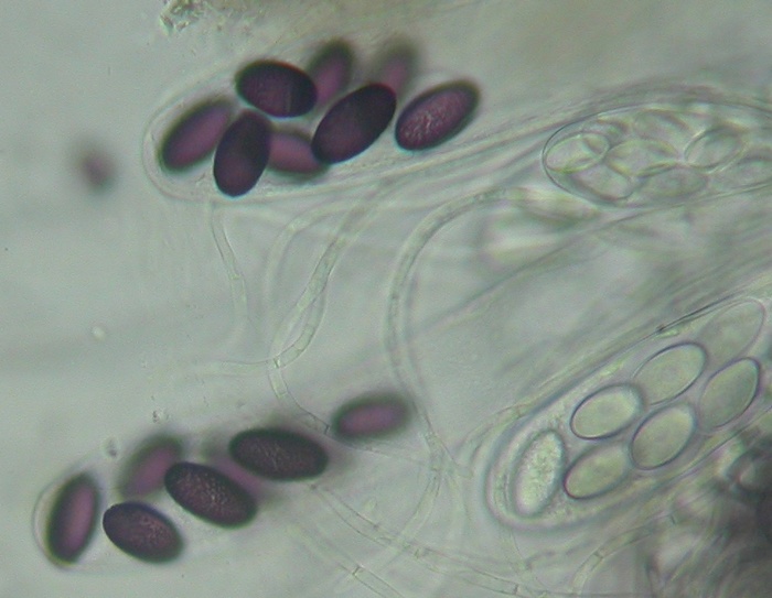 macrostoma