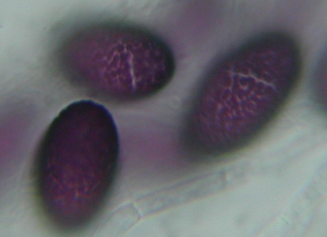 macrostoma