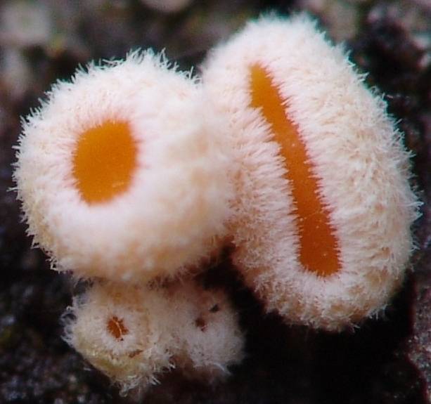 macrostoma