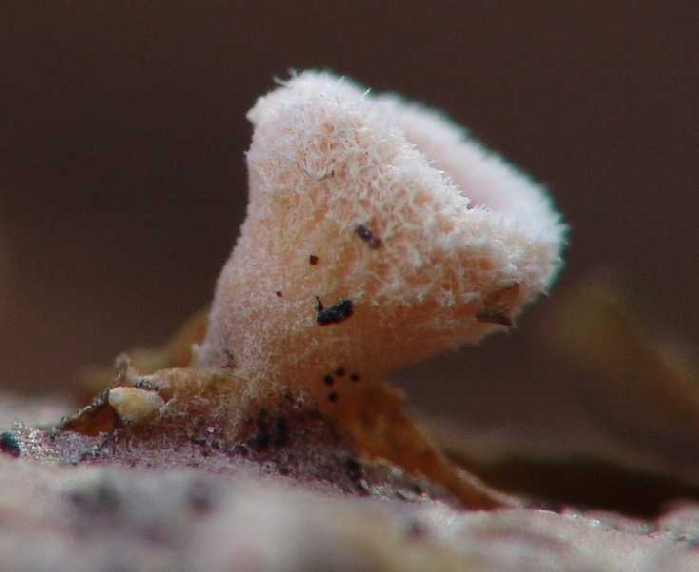 macrostoma